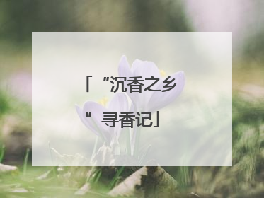 “沉香之乡”寻香记