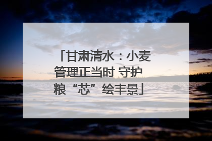 甘肃清水：小麦管理正当时 守护粮“芯”绘丰景