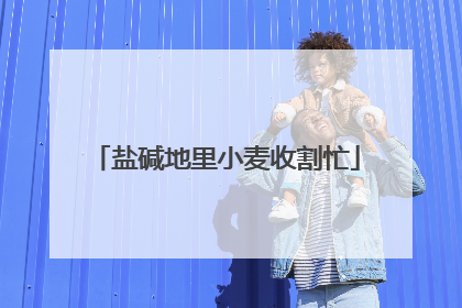 盐碱地里小麦收割忙