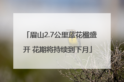 眉山2.7公里蓝花楹盛开 花期将持续到下月