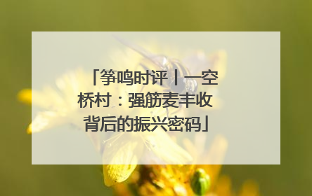 筝鸣时评丨一空桥村：强筋麦丰收背后的振兴密码