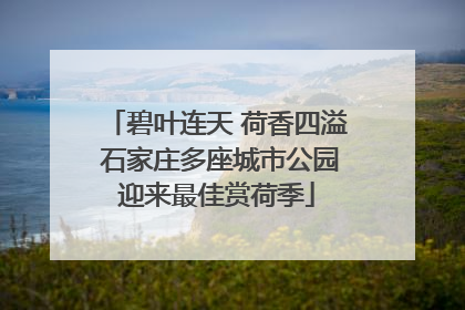 碧叶连天 荷香四溢 石家庄多座城市公园迎来最佳赏荷季