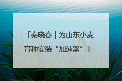 秦晓春｜为山东小麦育种安装“加速器”