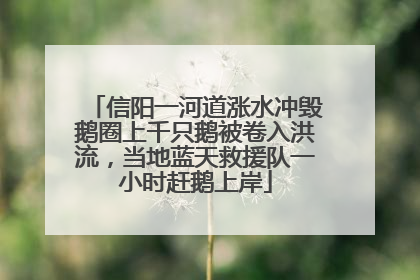 信阳一河道涨水冲毁鹅圈上千只鹅被卷入洪流，当地蓝天救援队一小时赶鹅上岸