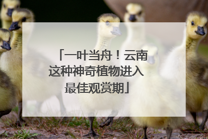 一叶当舟！云南这种神奇植物进入最佳观赏期