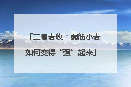 三夏麦收：弱筋小麦如何变得“强”起来