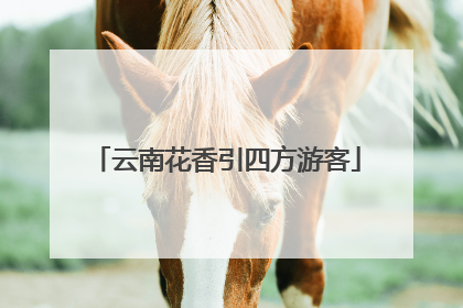 云南花香引四方游客