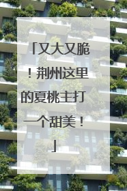 又大又脆！荆州这里的夏桃主打一个甜美！