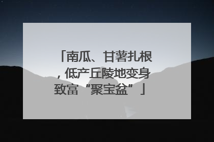 南瓜、甘薯扎根，低产丘陵地变身致富“聚宝盆”