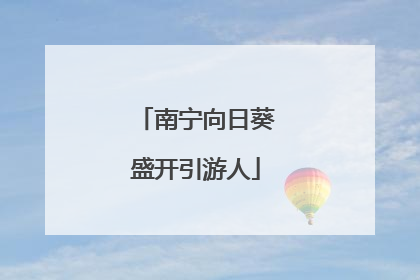 南宁向日葵盛开引游人