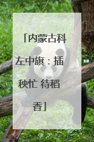 内蒙古科左中旗：插秧忙 待稻香