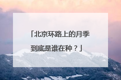 北京环路上的月季到底是谁在种？