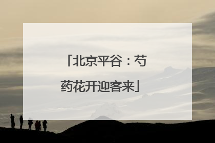 北京平谷：芍药花开迎客来