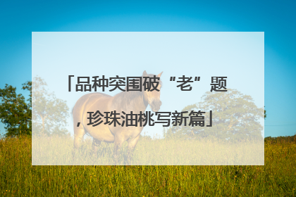 品种突围破“老”题，珍珠油桃写新篇