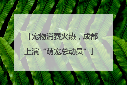 宠物消费火热，成都上演“萌宠总动员”