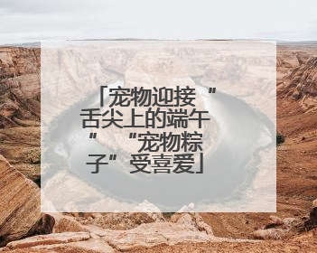 宠物迎接“舌尖上的端午” “宠物粽子”受喜爱
