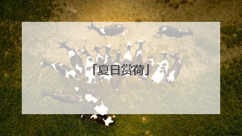 夏日赏荷