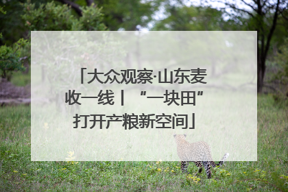 大众观察·山东麦收一线丨“一块田”打开产粮新空间
