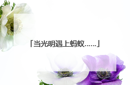 当光明遇上蚂蚁……