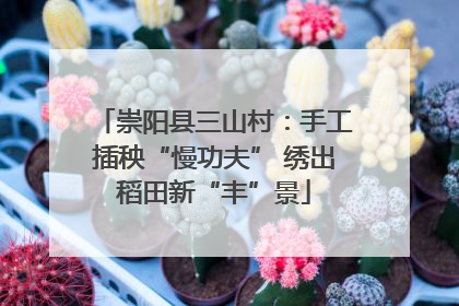 崇阳县三山村：手工插秧“慢功夫” 绣出稻田新“丰”景
