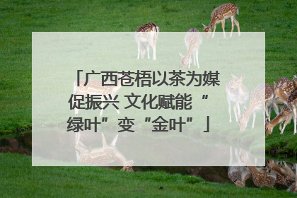 广西苍梧以茶为媒促振兴 文化赋能“绿叶”变“金叶”