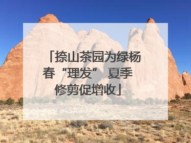 捺山茶园为绿杨春“理发” 夏季修剪促增收