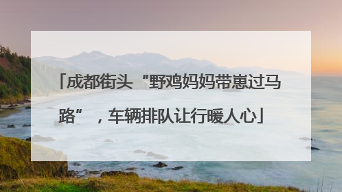 成都街头“野鸡妈妈带崽过马路”，车辆排队让行暖人心