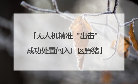 无人机精准“出击” 成功处置闯入厂区野猪