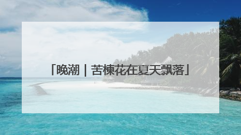 晚潮｜苦楝花在夏天飘落