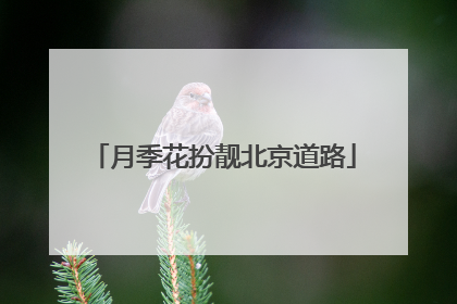 月季花扮靓北京道路