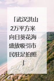 武汉洪山2万平方米向日葵花海盛放吸引市民驻足拍照