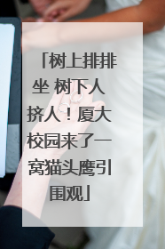 树上排排坐 树下人挤人！厦大校园来了一窝猫头鹰引围观