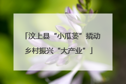 汶上县“小瓜蒌”撬动乡村振兴“大产业”