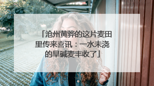沧州黄骅的这片麦田里传来喜讯：一水未浇的旱碱麦丰收了