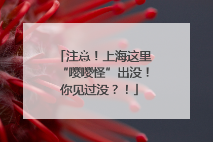 注意！上海这里“嘤嘤怪”出没！你见过没？！