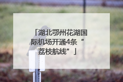 湖北鄂州花湖国际机场开通4条“荔枝航线”