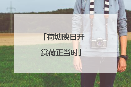 荷塘映日开 赏荷正当时