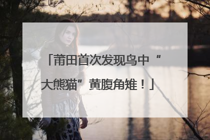 莆田首次发现鸟中“大熊猫”黄腹角雉！