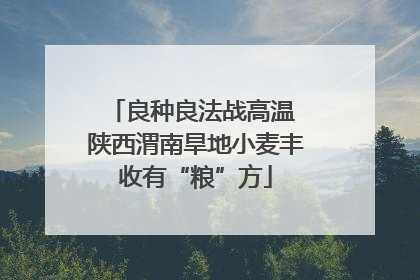 良种良法战高温 陕西渭南旱地小麦丰收有“粮”方