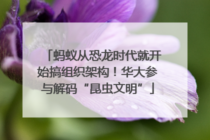 蚂蚁从恐龙时代就开始搞组织架构！华大参与解码“昆虫文明”
