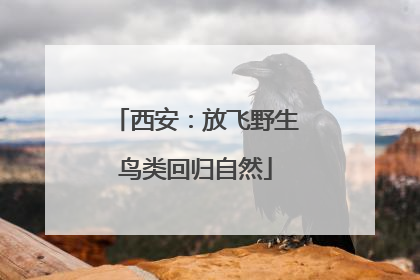 西安：放飞野生鸟类回归自然
