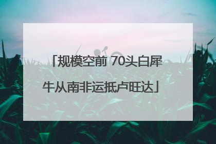 规模空前 70头白犀牛从南非运抵卢旺达