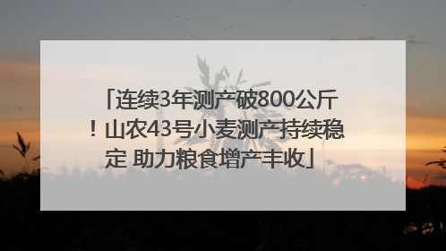 连续3年测产破800公斤！山农43号小麦测产持续稳定 助力粮食增产丰收