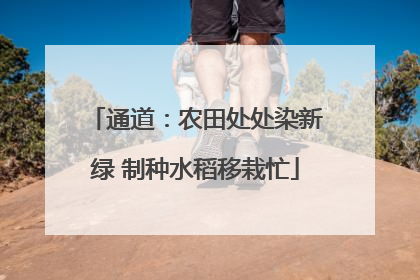 通道：农田处处染新绿 制种水稻移栽忙