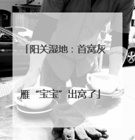 阳关湿地：首窝灰雁“宝宝”出窝了