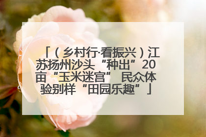 （乡村行·看振兴）江苏扬州沙头“种出”20亩“玉米迷宫” 民众体验别样“田园乐趣”