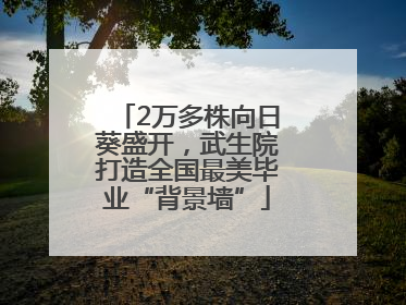 2万多株向日葵盛开，武生院打造全国最美毕业“背景墙”